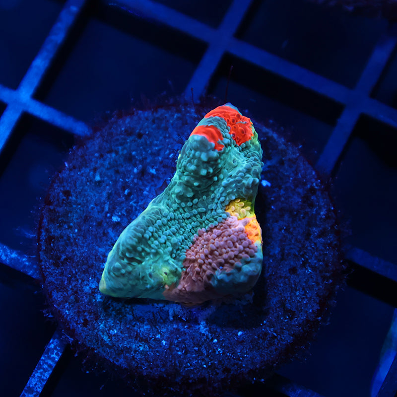 Insane TCK Triple Color Rainbow Flamethrower Chalice
