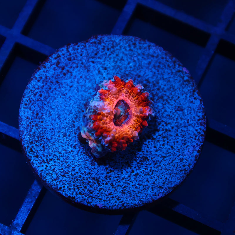 TCK Sunrise Acan