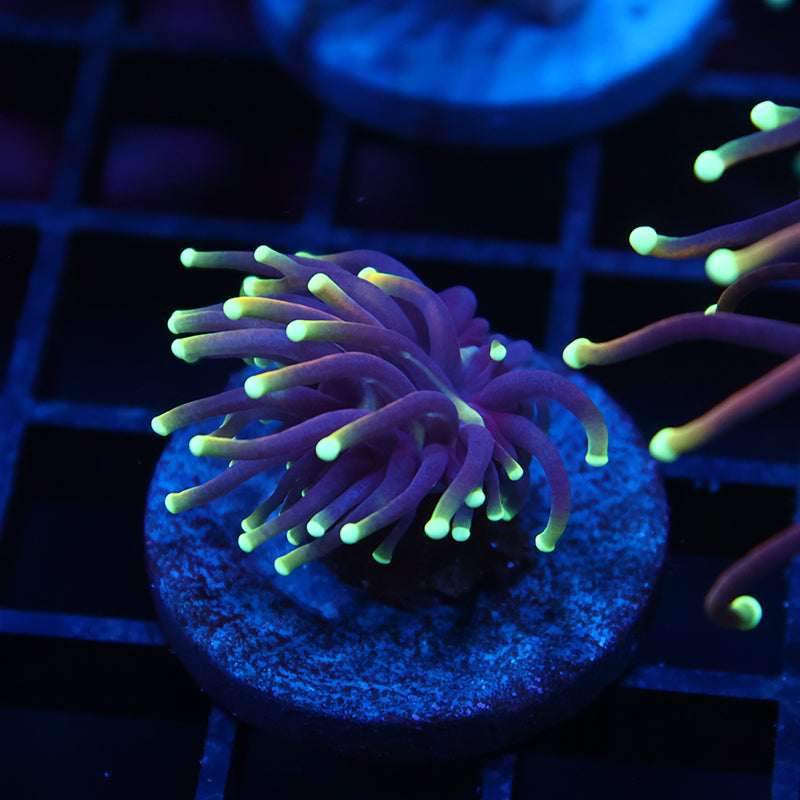 Tiny TCK Yellow Tips Indo Gold Torch