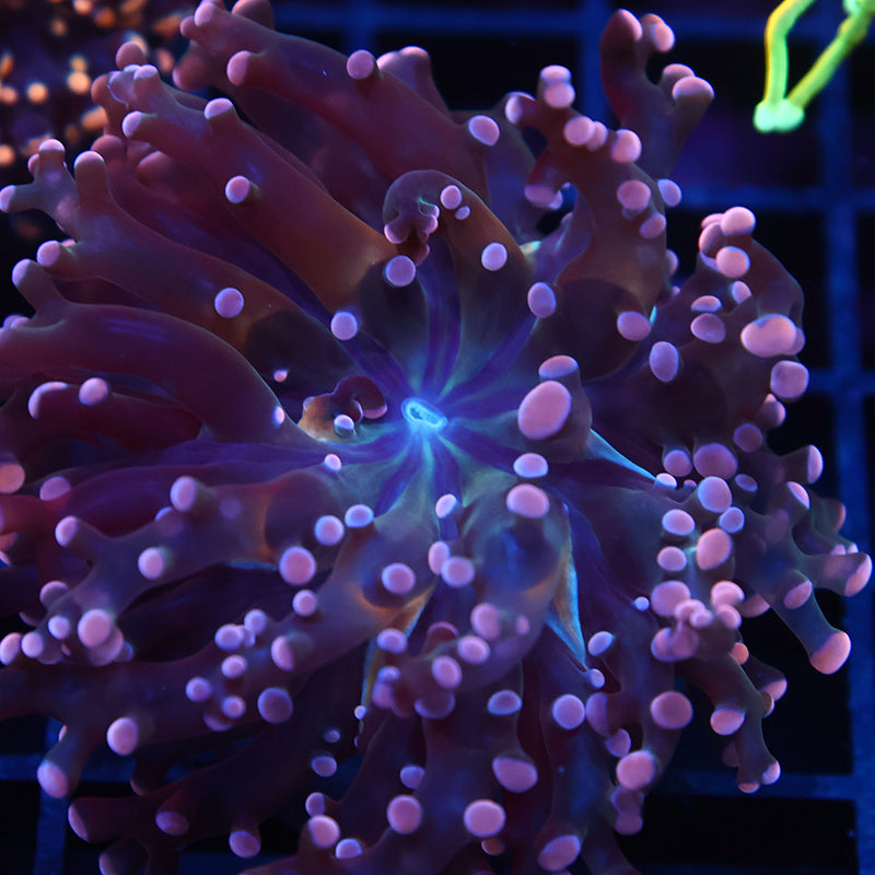 TCK Peach Branching Frogspawn