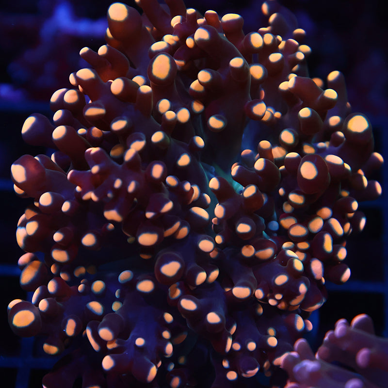 TCK Gold Branching 