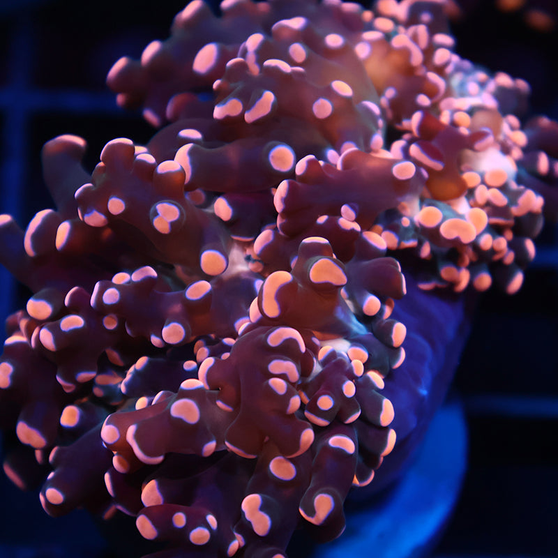 TCK Gold Branching Frogspawn