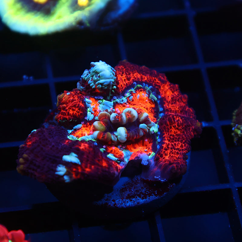 TCK Aquacultured Wilsoni