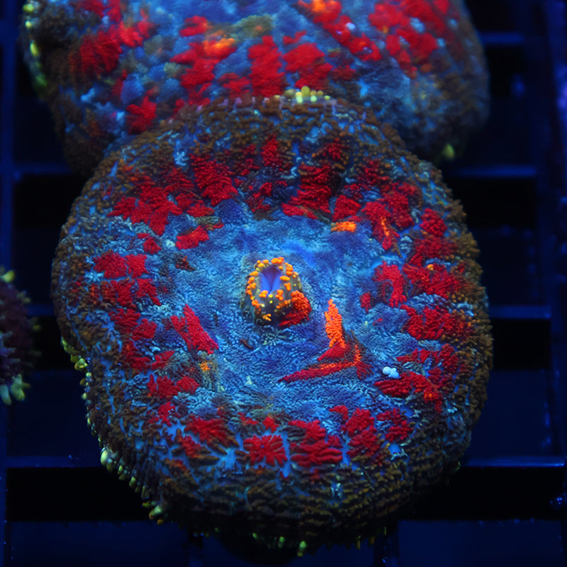 TCK Rainbow Rhodactis
