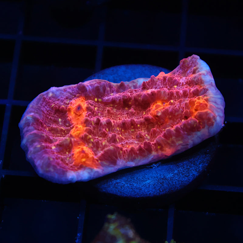 TCK Molten Goldmeister Chalice
