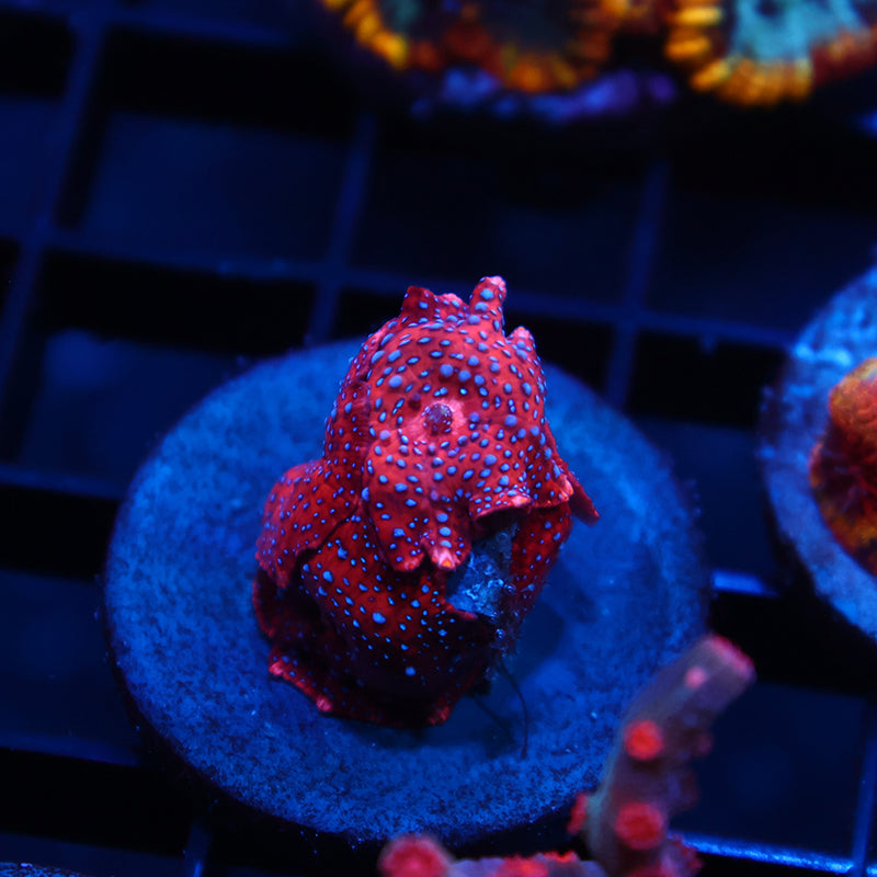 TCK Superman Mushrooms