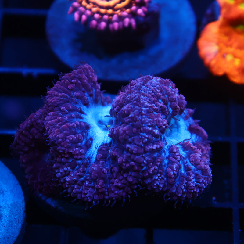 TCK Frosty Purple Blastos