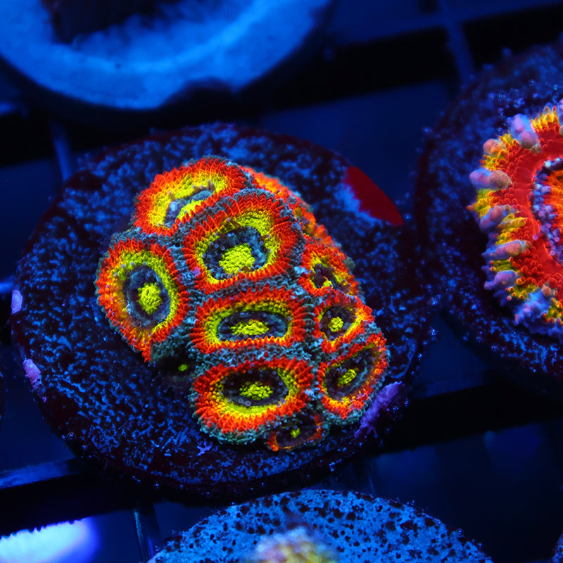 TCK HG Micromussa