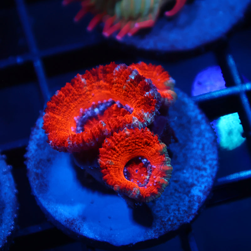 Red Acan