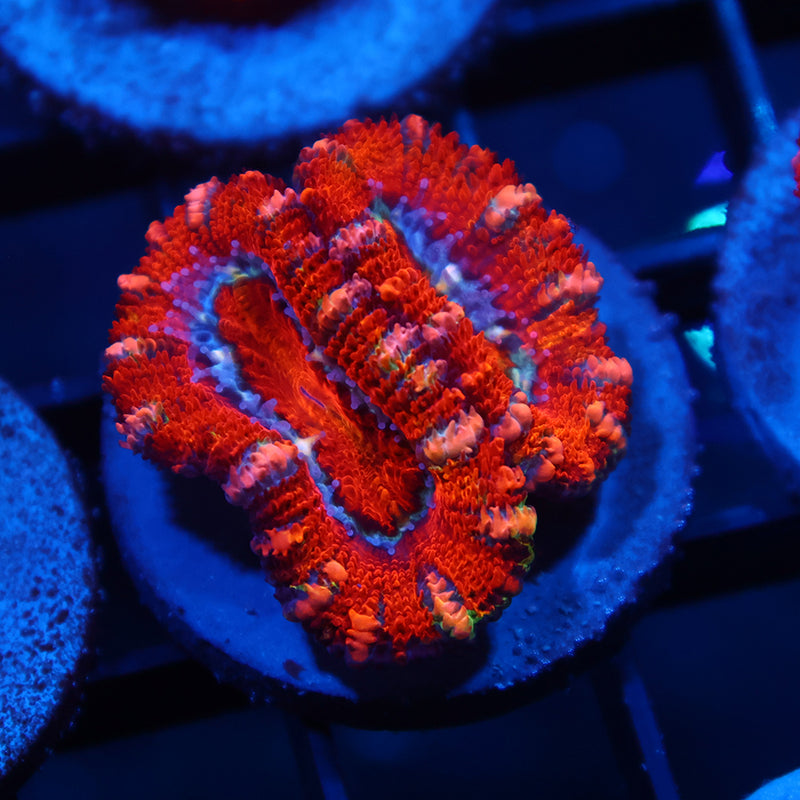 Sweet Acan