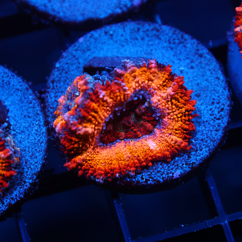 TCK Sunrise Acan