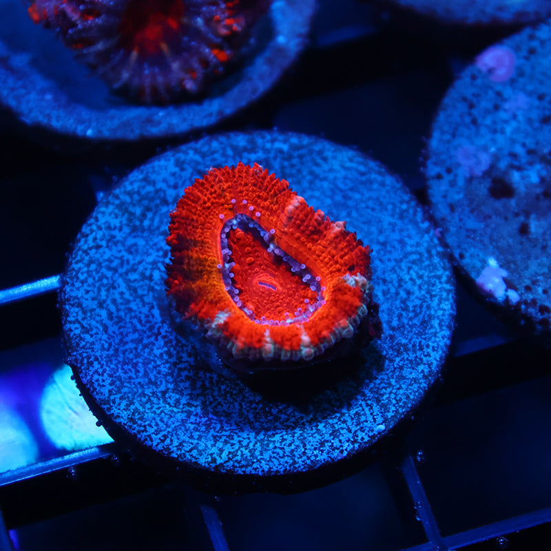 Awesome Acan