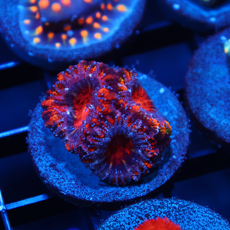 TCK Fluffy Rainbow Acan