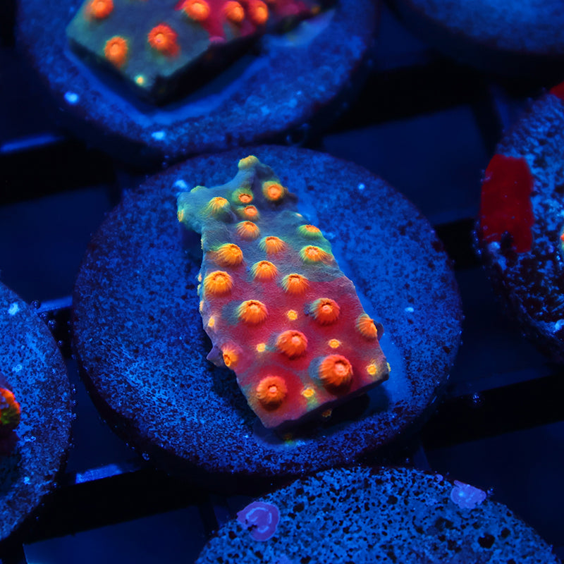TCK Rainbow Abstract Cyphastrea