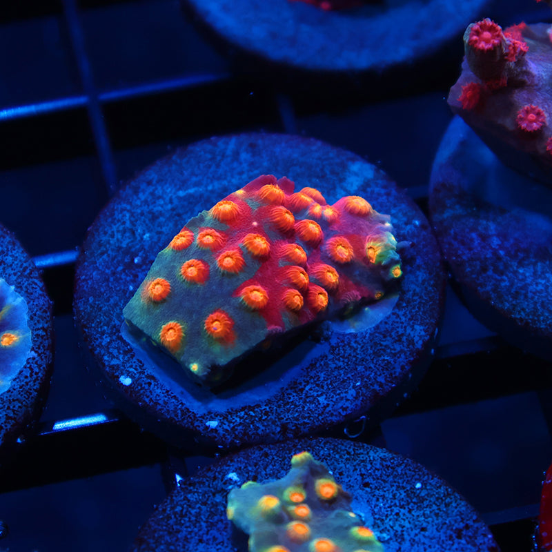 TCK Rainbow Abstract Cyphastrea