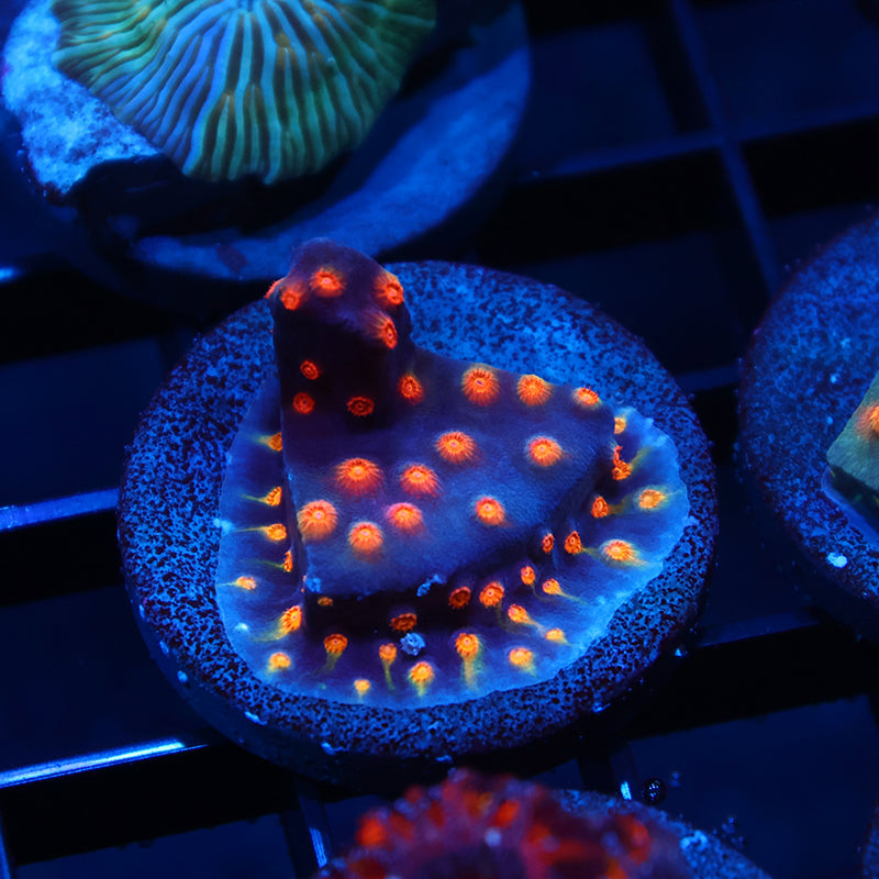 ARC Monet's Madness Cyphastrea