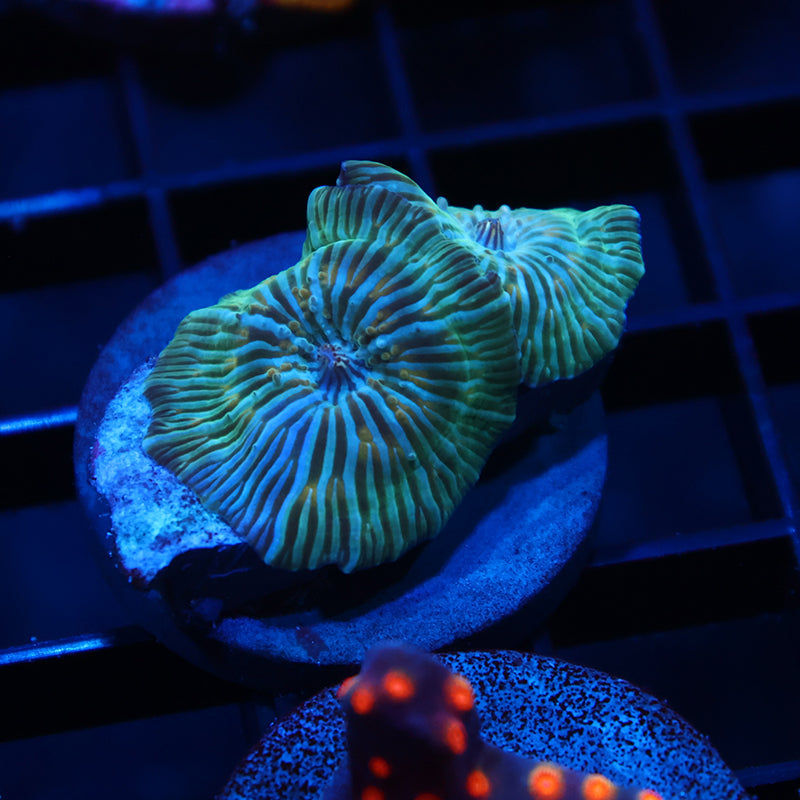RandyO's Bicolor Disco Mushroom