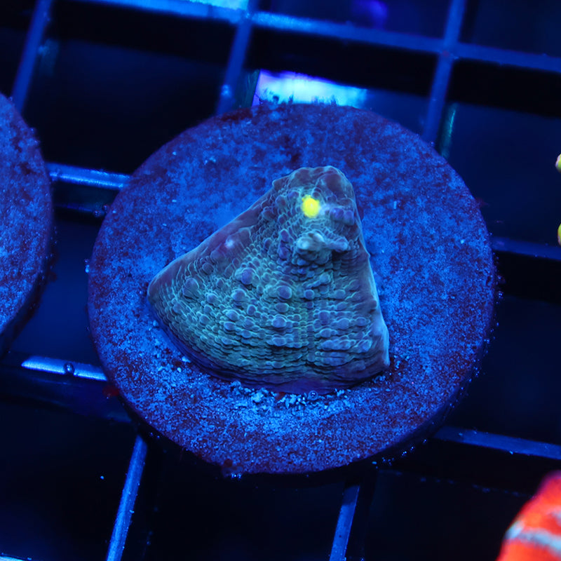 TCK Whirly Pop Chalice Blue