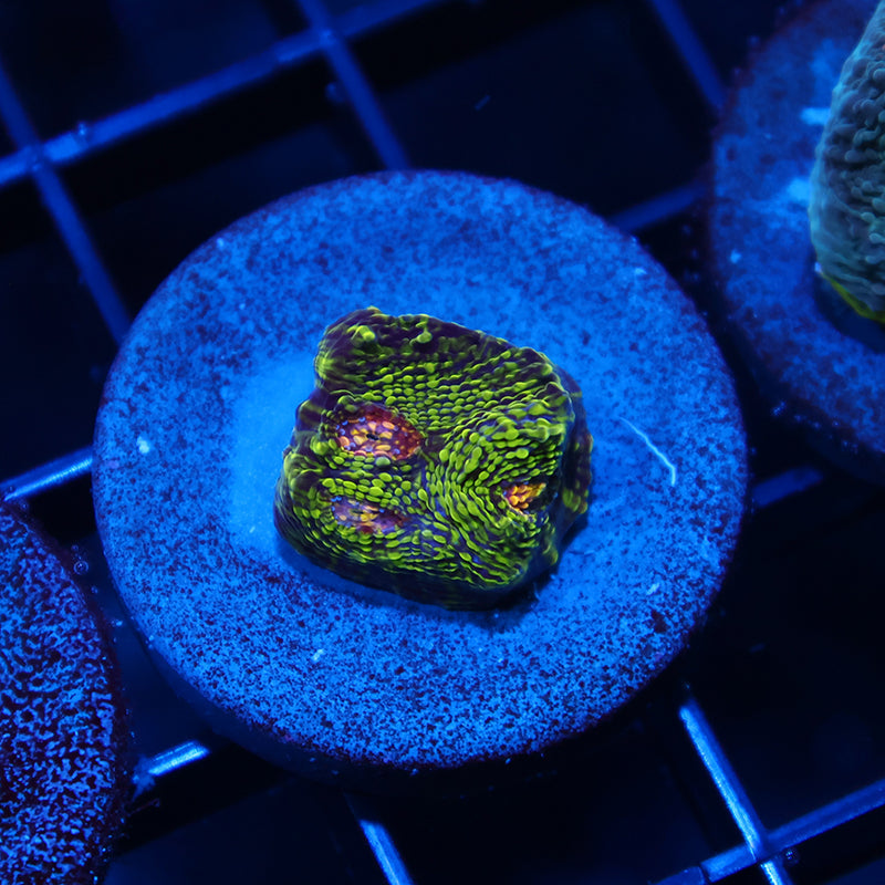 TCK Toxic Swirl Chalice