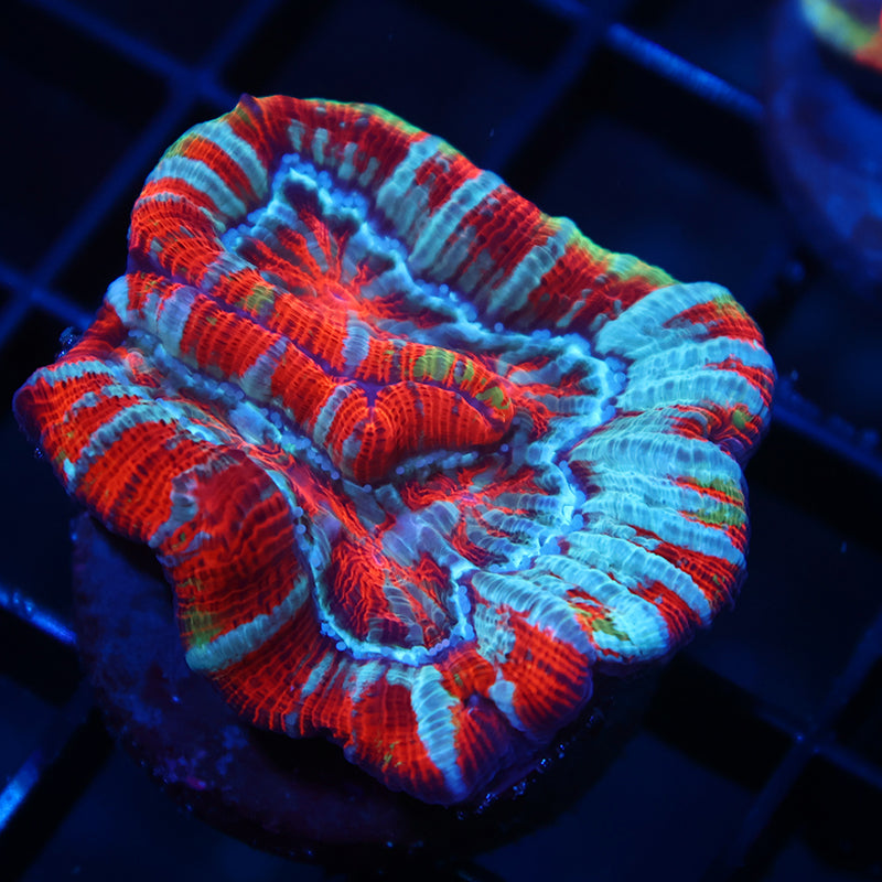Awesome Conditioned Wilsoni - Not Aquacultured