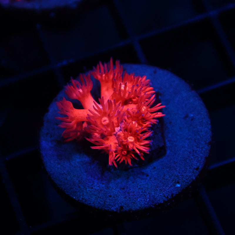 TCK Bicolor Pink Goni