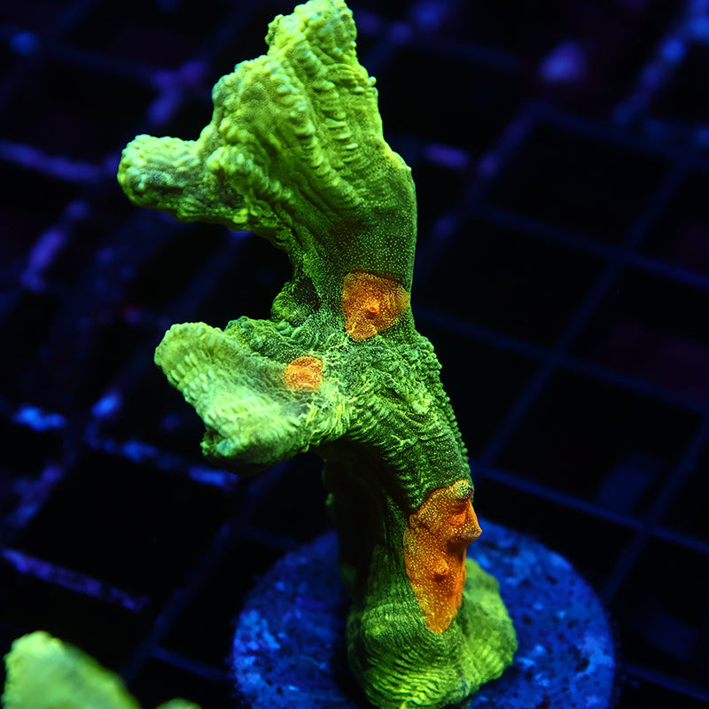 Space Invader Pectinia