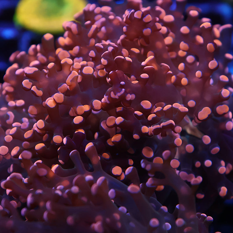 TCK Branching Gold Frogspawn