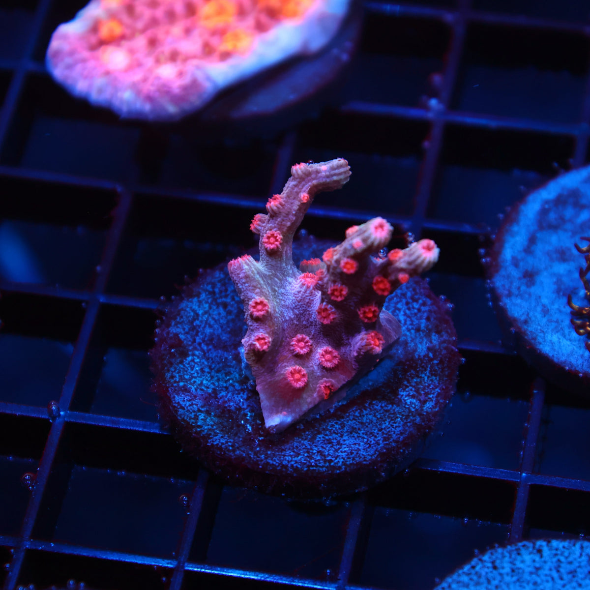 TCK Branching Cyphastrea