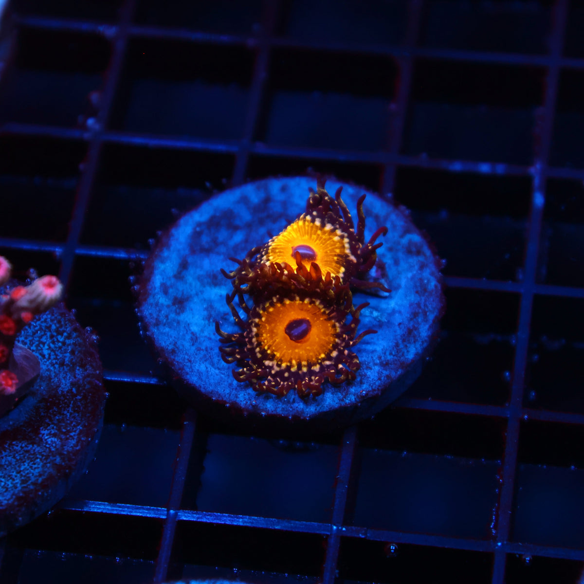 The Godbeast Zoas