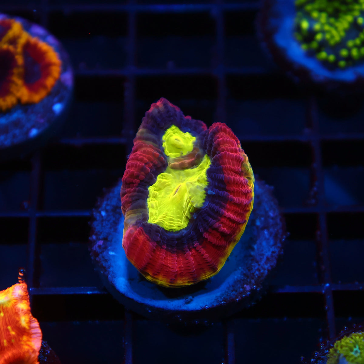 TCK Big Polyp Dragon Soul Favia