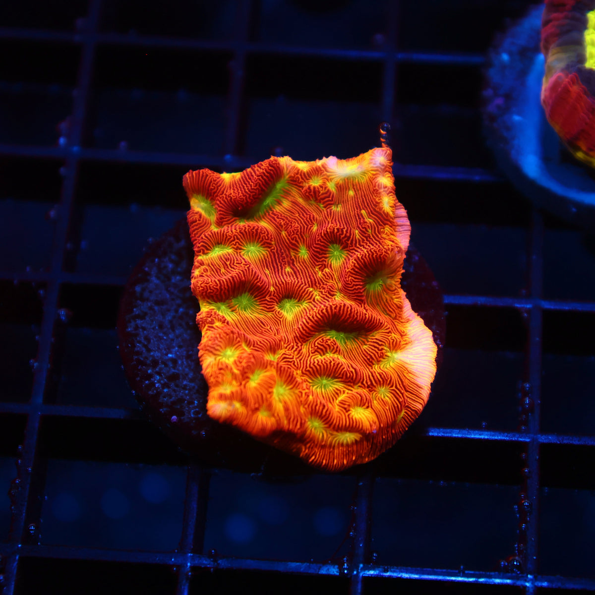 JF Jack-O-Lantern Lepto