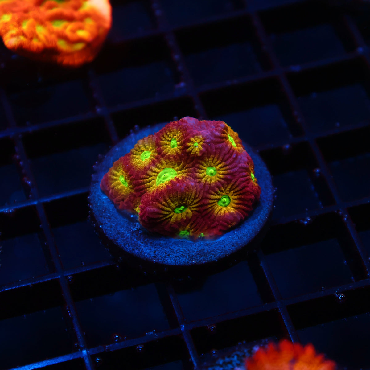 TCK Fire Favites
