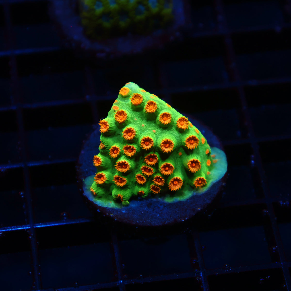 TCK Reptar Cyphastrea