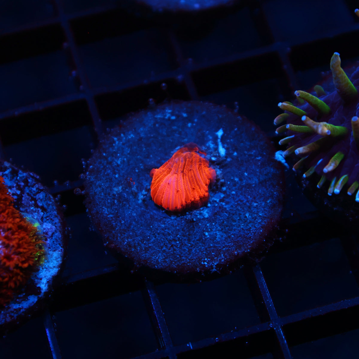 Tiny TCK Fire Diaseris