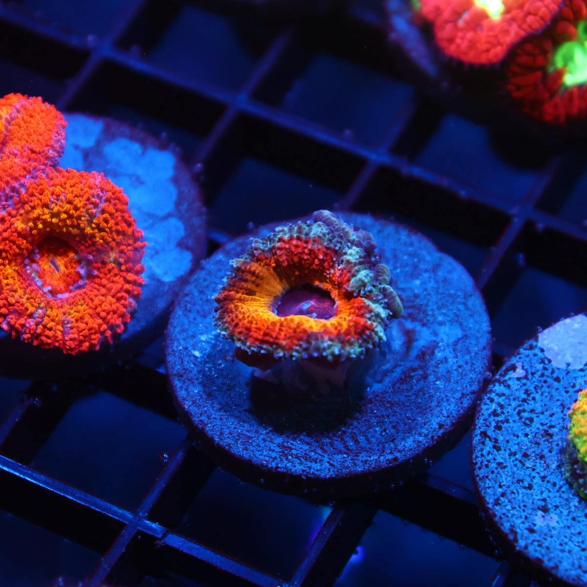 TCK Sunrise Acan