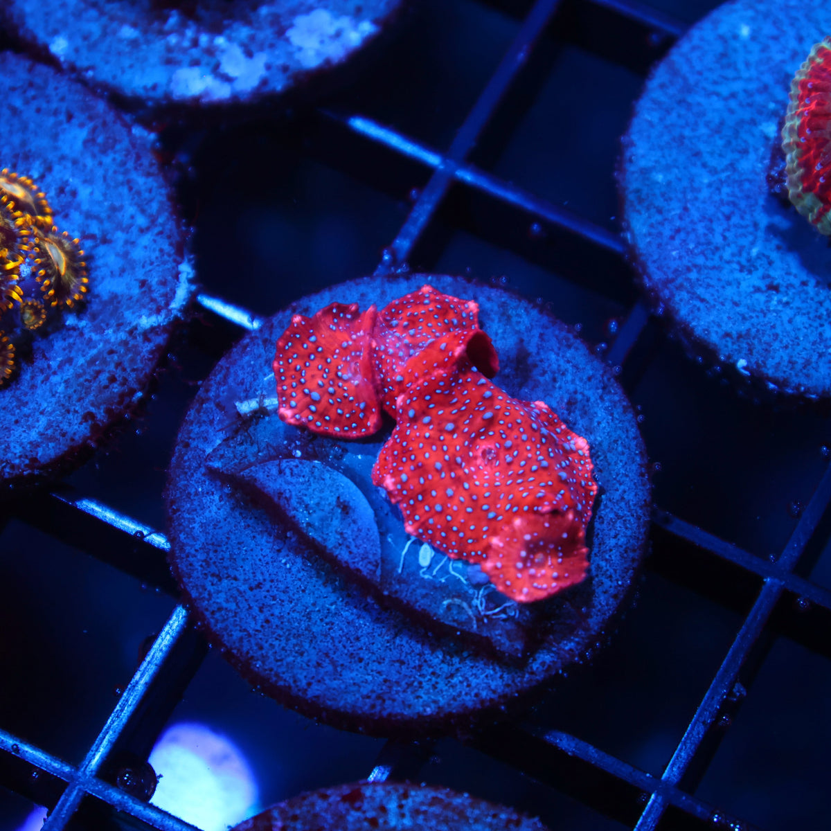 TCK Superman Mushrooms