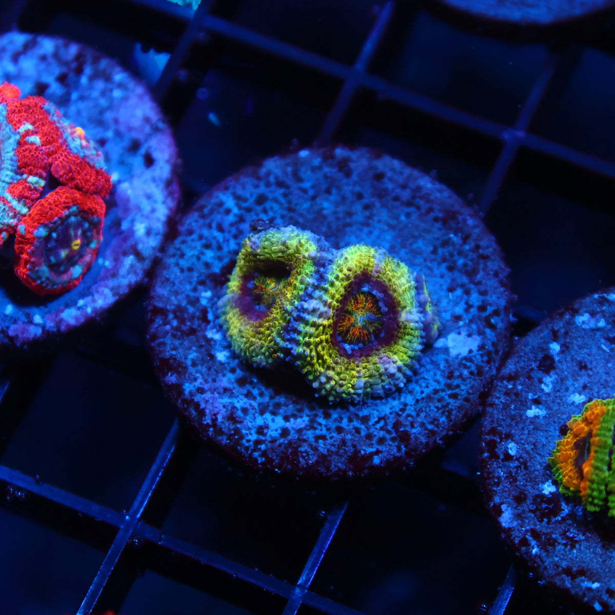SR Limelight Acans
