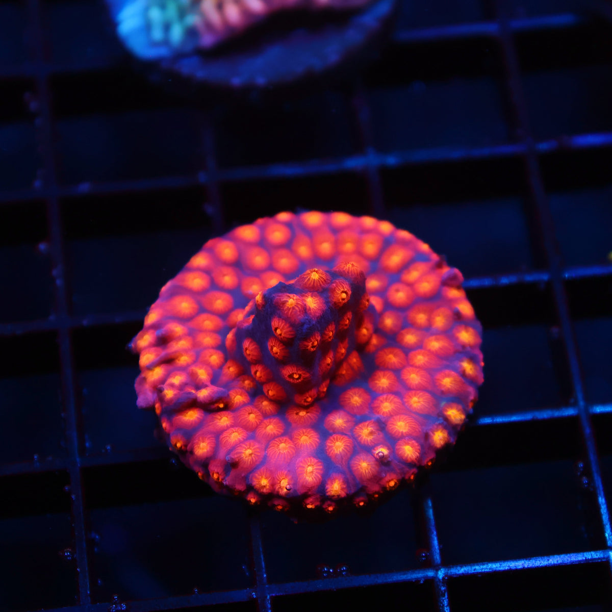 ARC Monet's Madness Cyphastrea