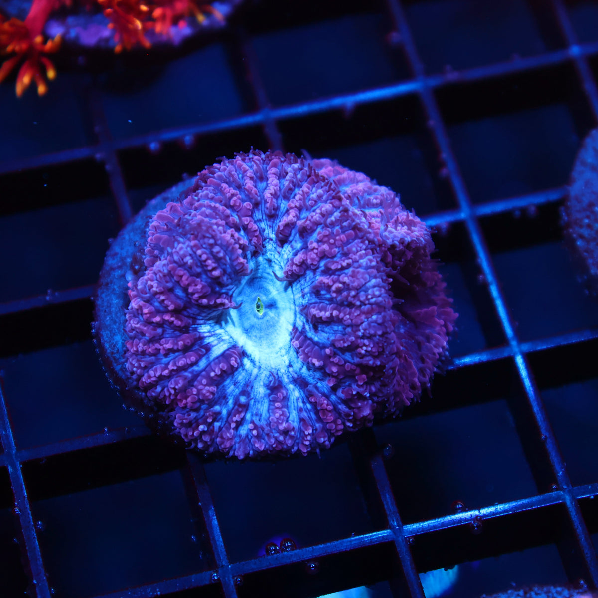 TCK Frosty Purple Blastos
