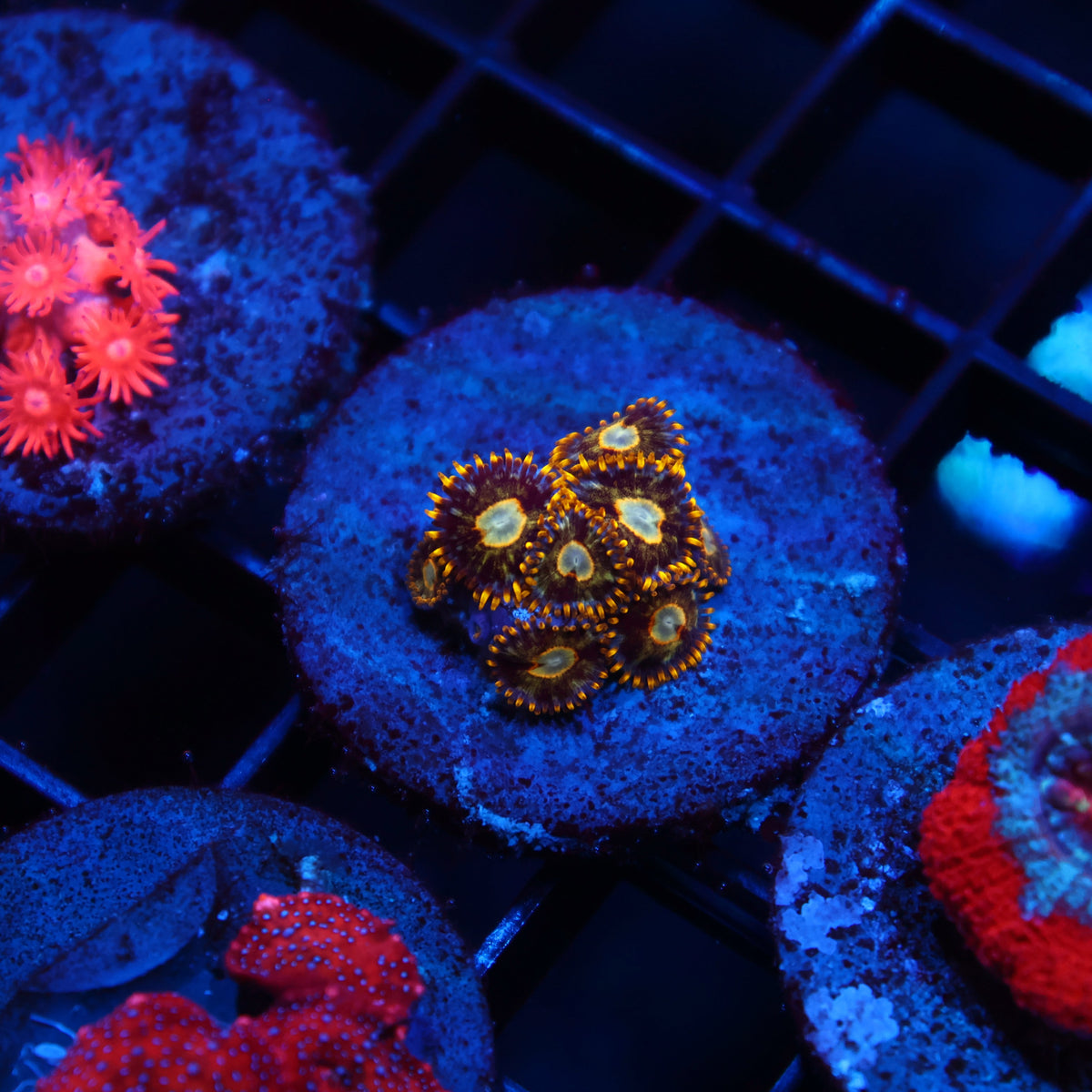 Murder Hornets Zoas