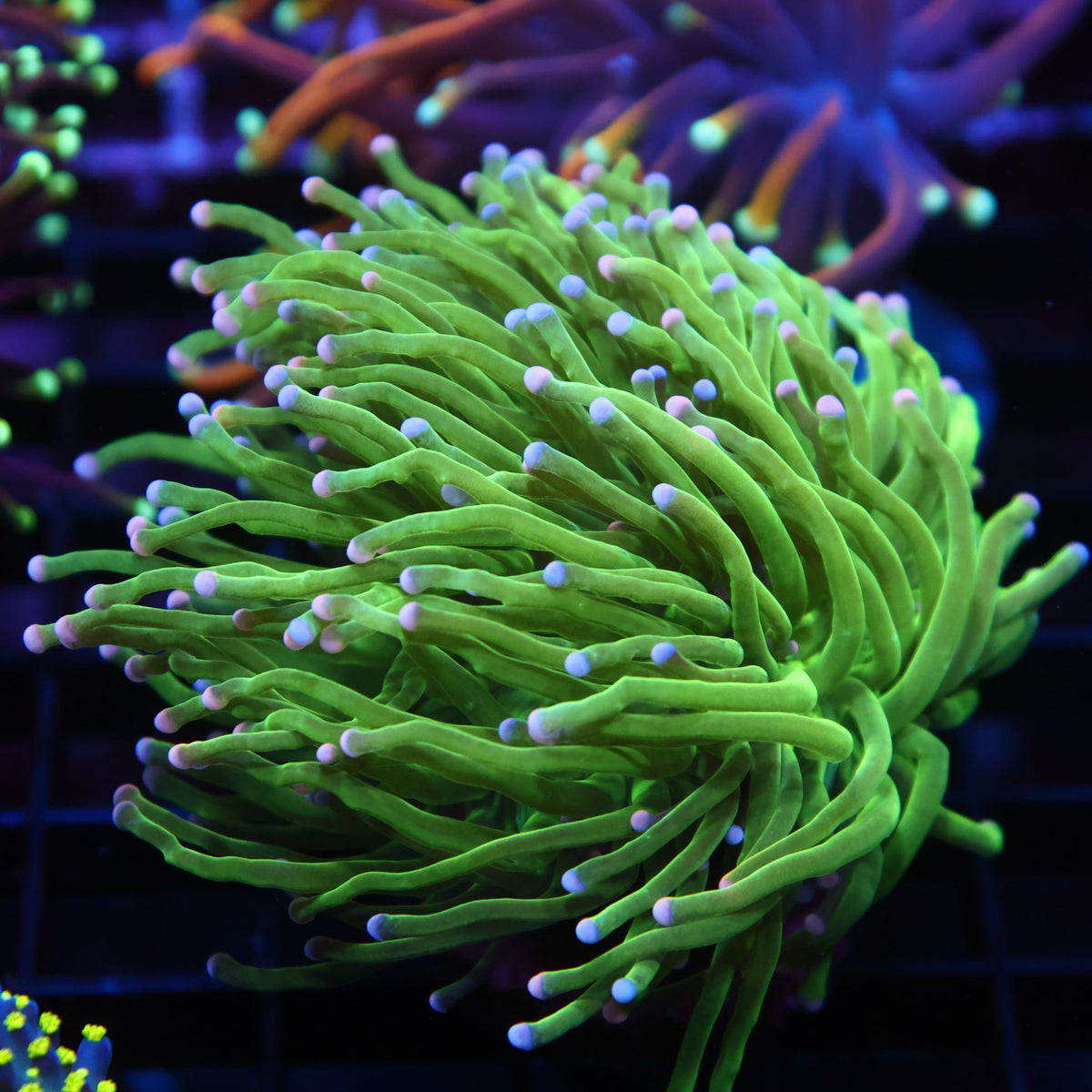 TCK Bicolor Tips Bright Green Torch