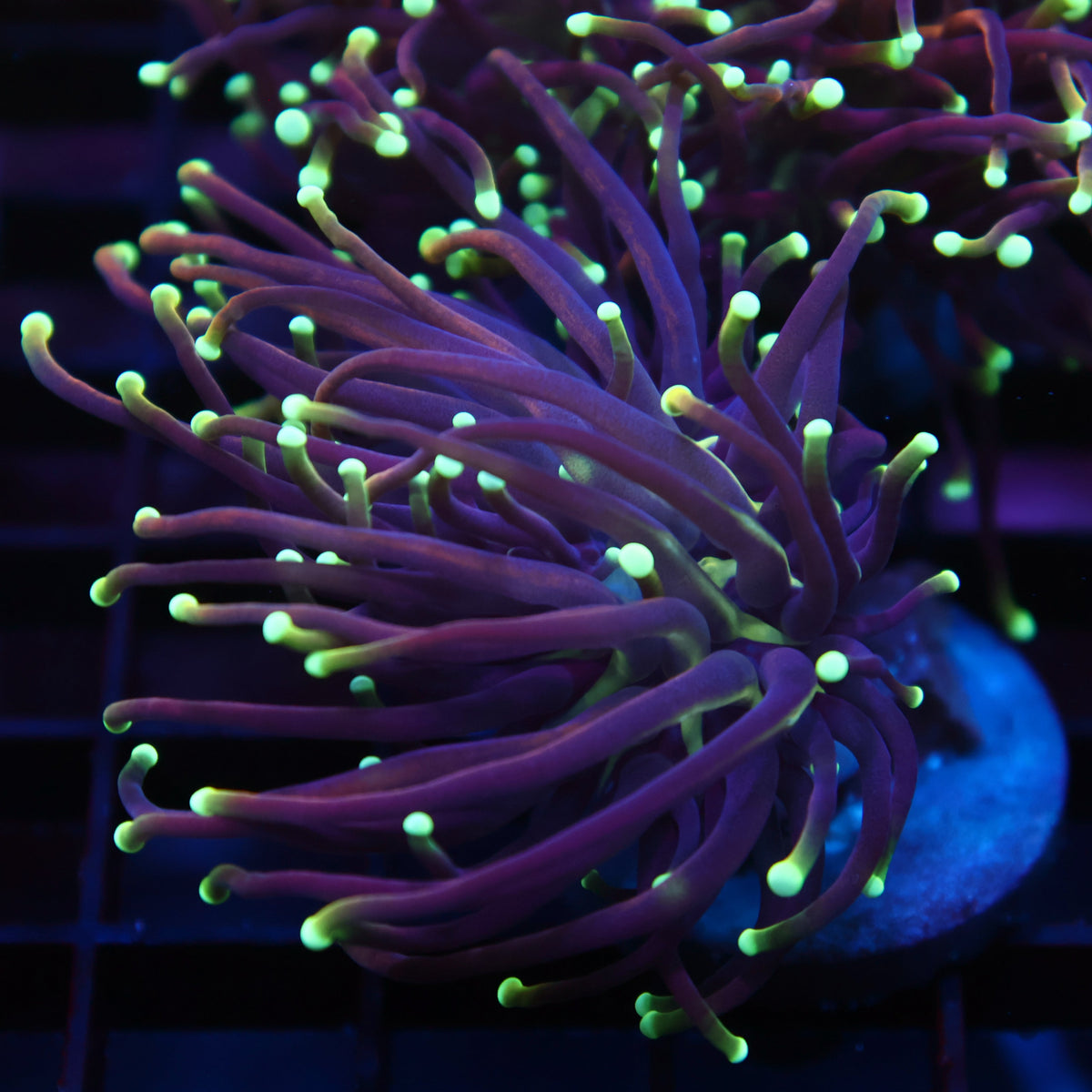 TCK Yellow Tips Indo Gold Torch