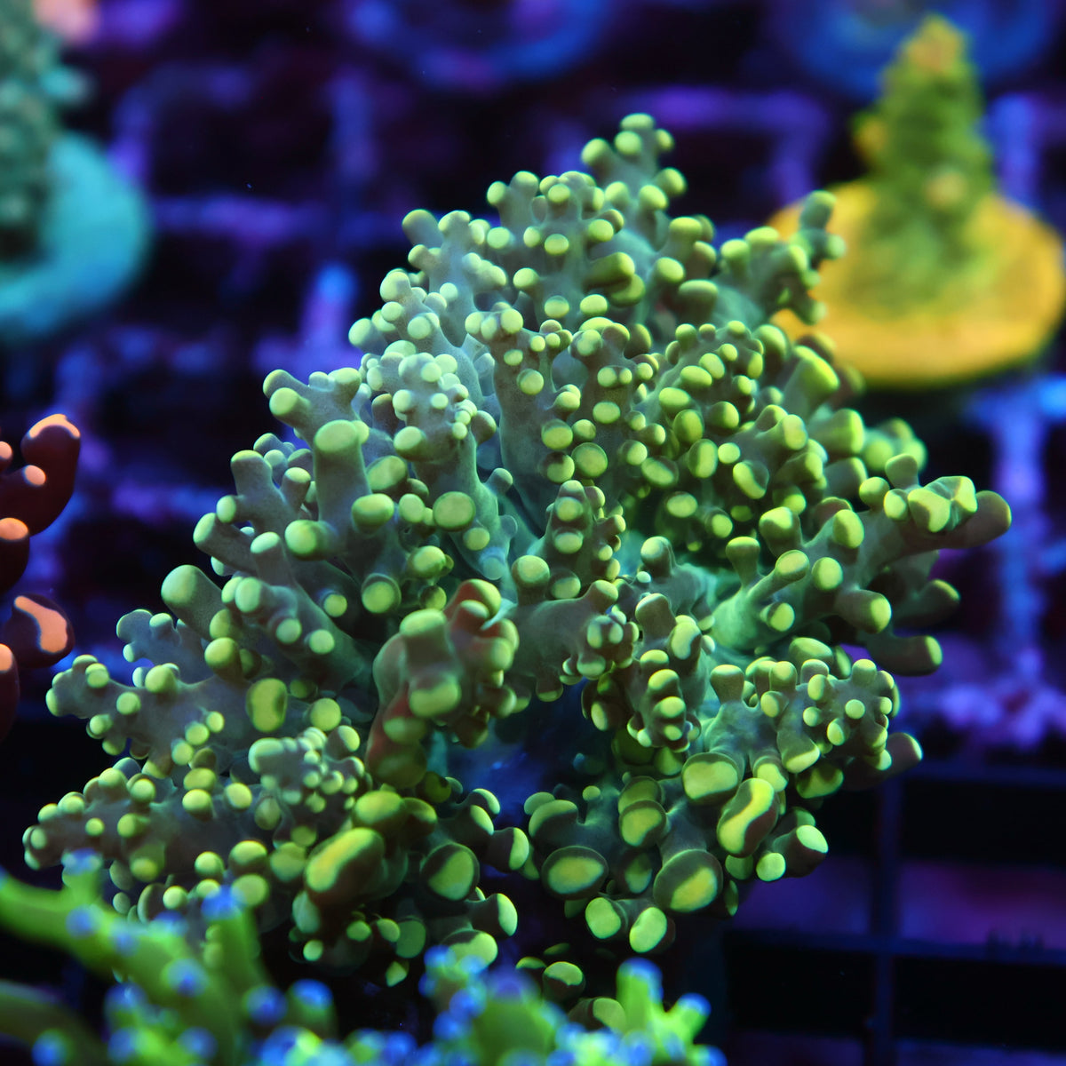 TCK Branching Lemon Lime Frogspawn