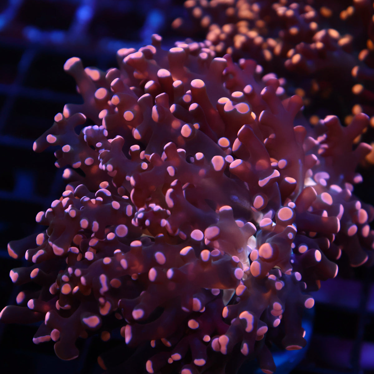 TCK Branching Peach Frogspawn
