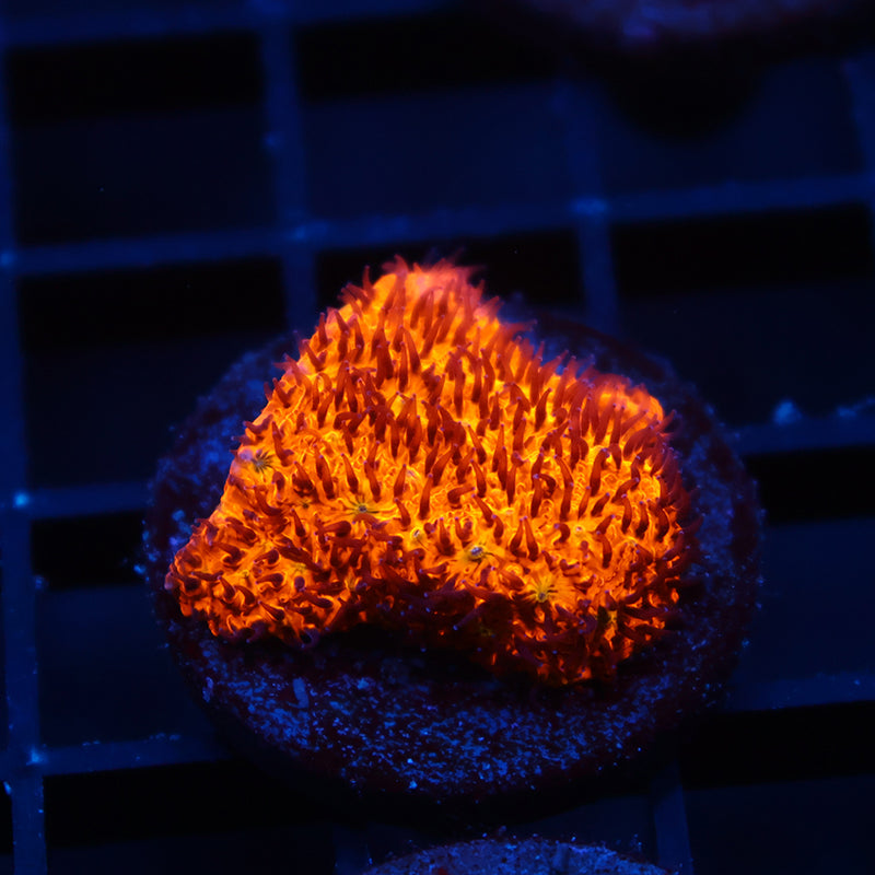 TCK Orange Litho
