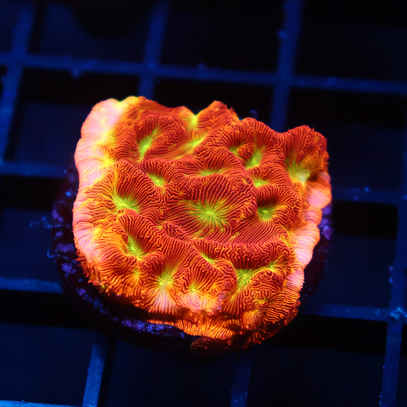 JF Jack-O-Lantern Lepto
