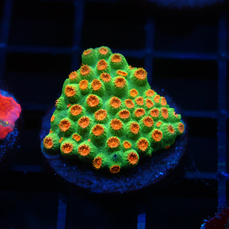 Reptar Cyphastrea