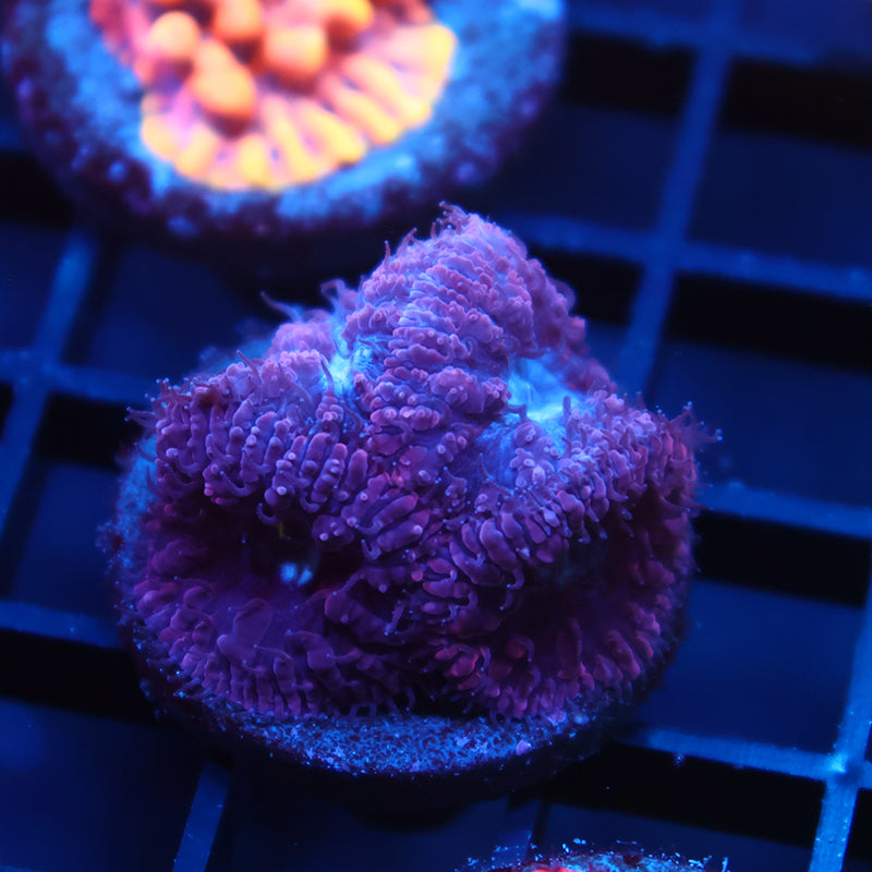 TCK Frosty Purple Blastos