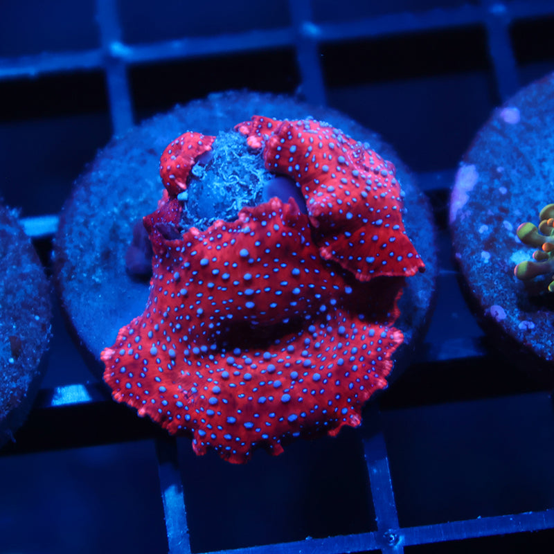 TCK Superman Mushrooms