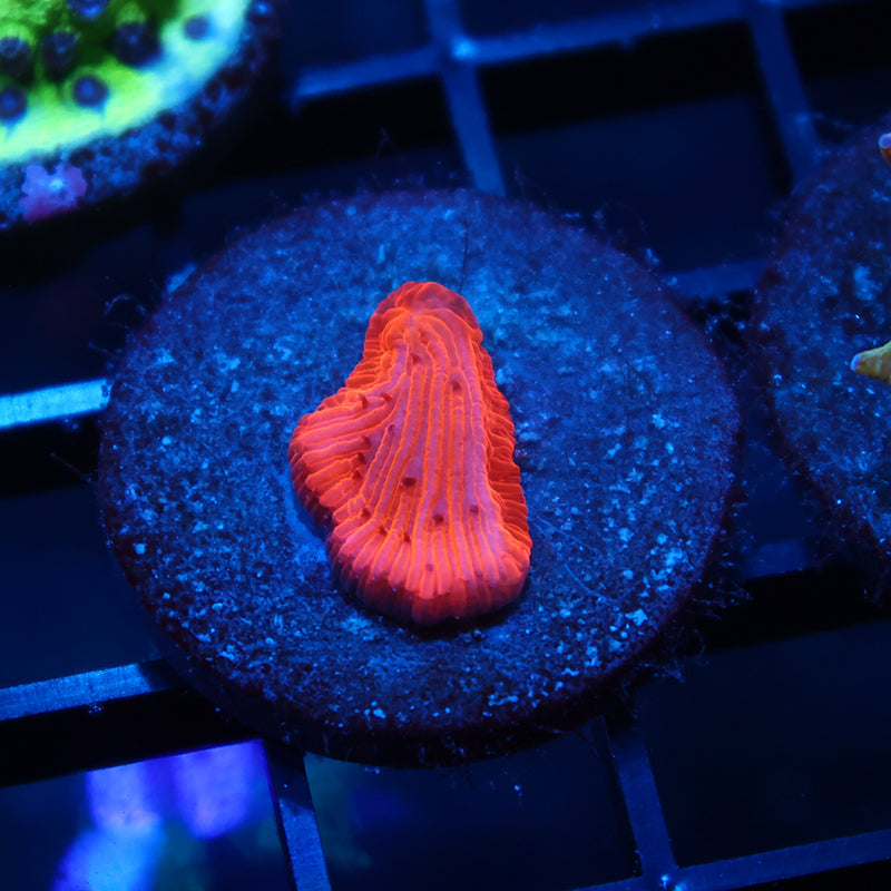TCK Tiny Fire Diaseris